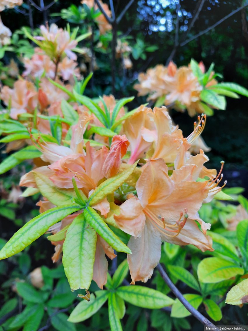 Ида в сказочном саду — Азиатские виниловые куклы (разное): Китай