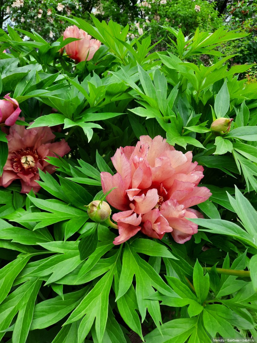 Ида в сказочном саду — Азиатские виниловые куклы (разное): Китай