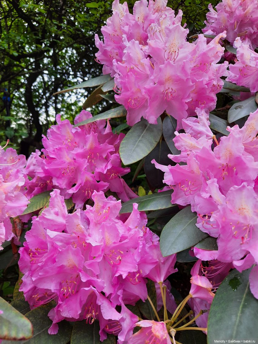 Ида в сказочном саду — Азиатские виниловые куклы (разное): Китай