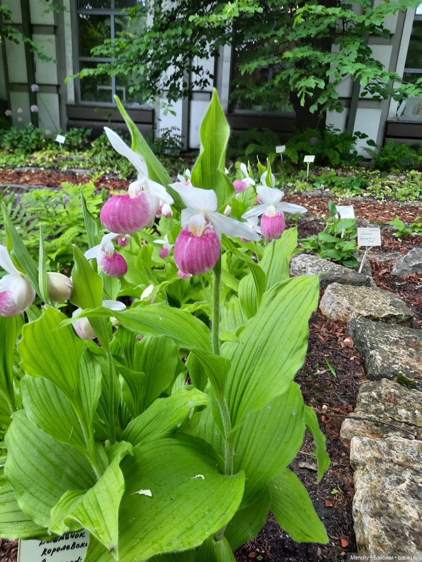 Ида в сказочном саду — Азиатские виниловые куклы (разное): Китай