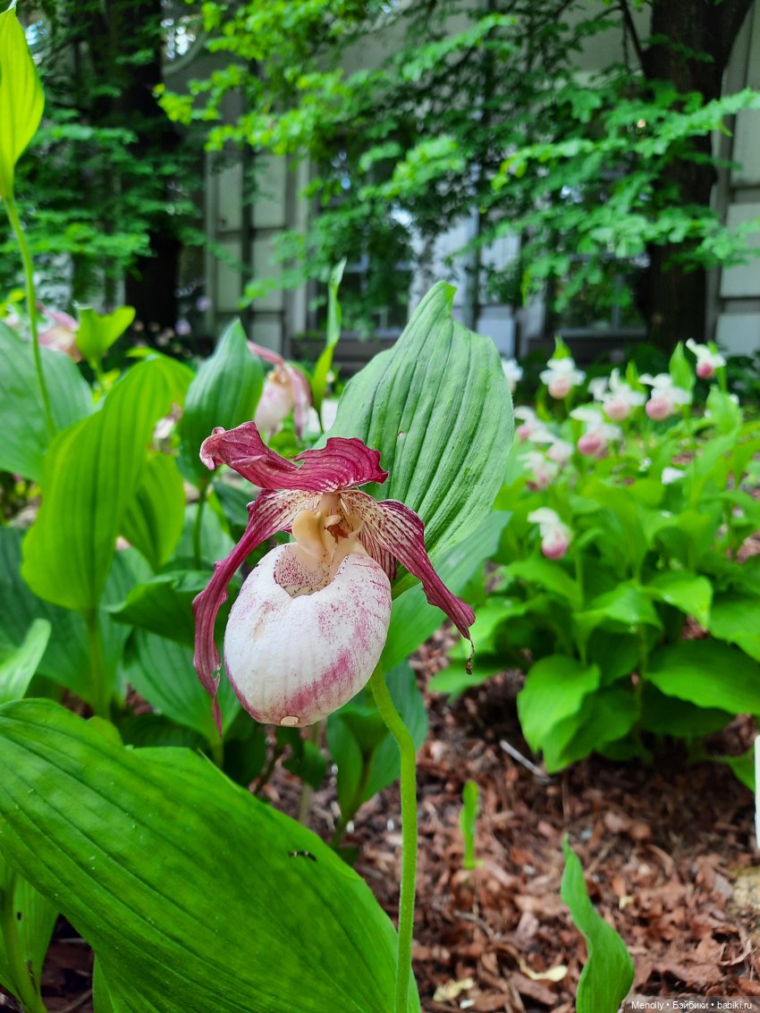 Ида в сказочном саду — Азиатские виниловые куклы (разное): Китай