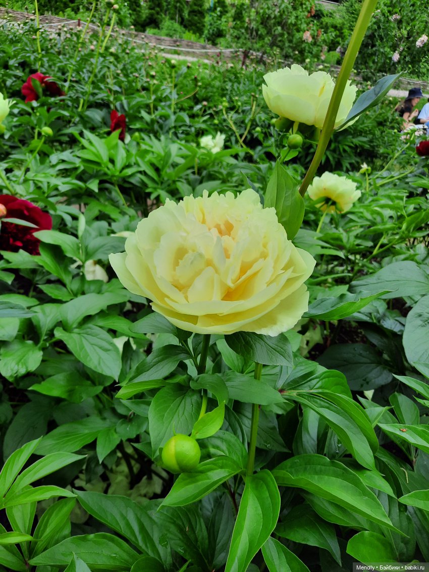 Ида в сказочном саду — Азиатские виниловые куклы (разное): Китай