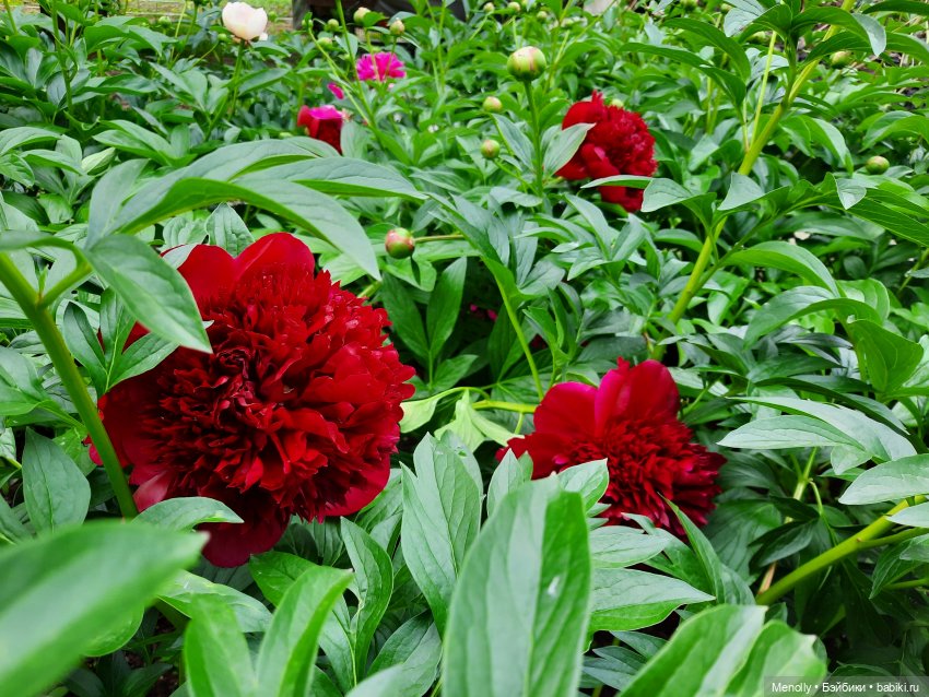 Ида в сказочном саду — Азиатские виниловые куклы (разное): Китай