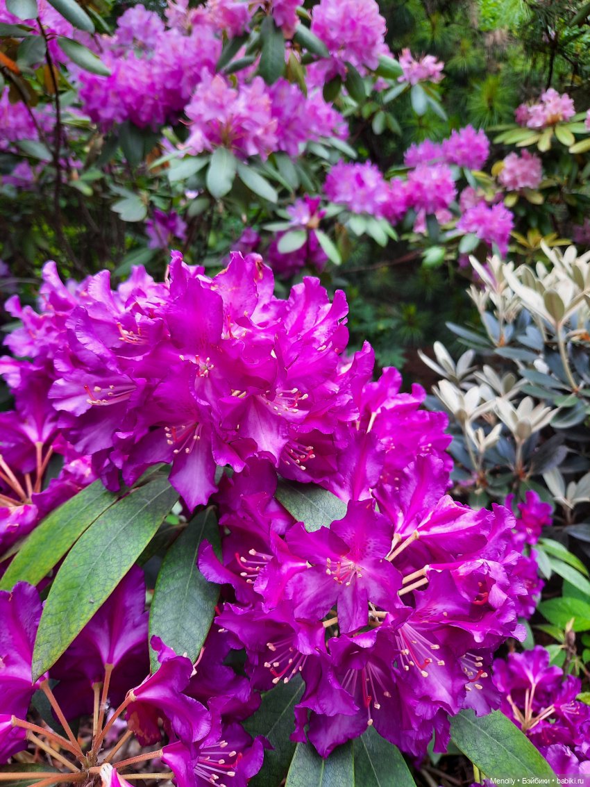 Ида в сказочном саду — Азиатские виниловые куклы (разное): Китай