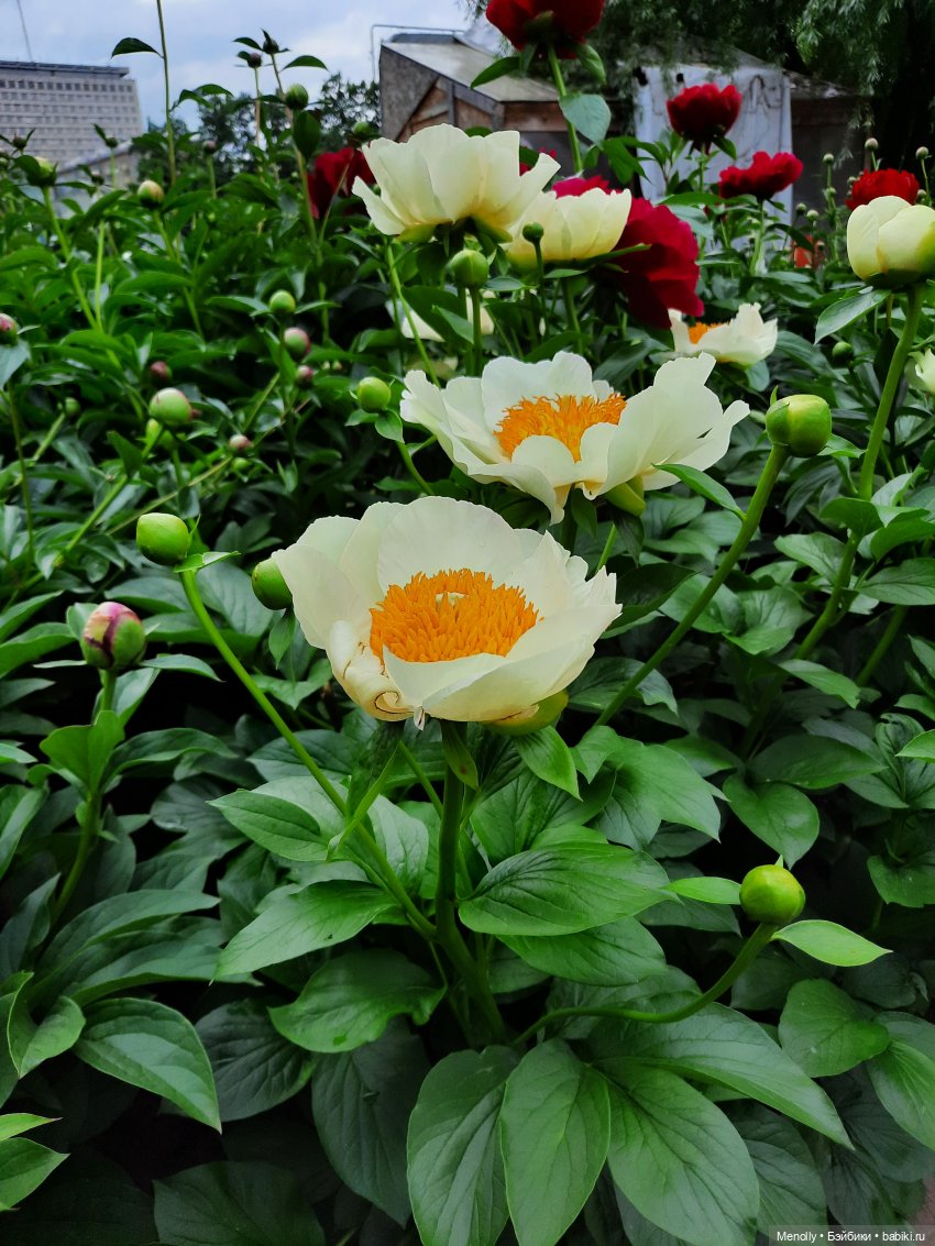 Ида в сказочном саду — Азиатские виниловые куклы (разное): Китай