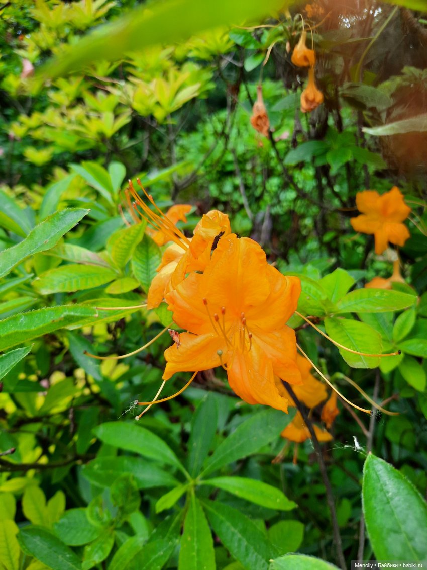 Ида в сказочном саду — Азиатские виниловые куклы (разное): Китай