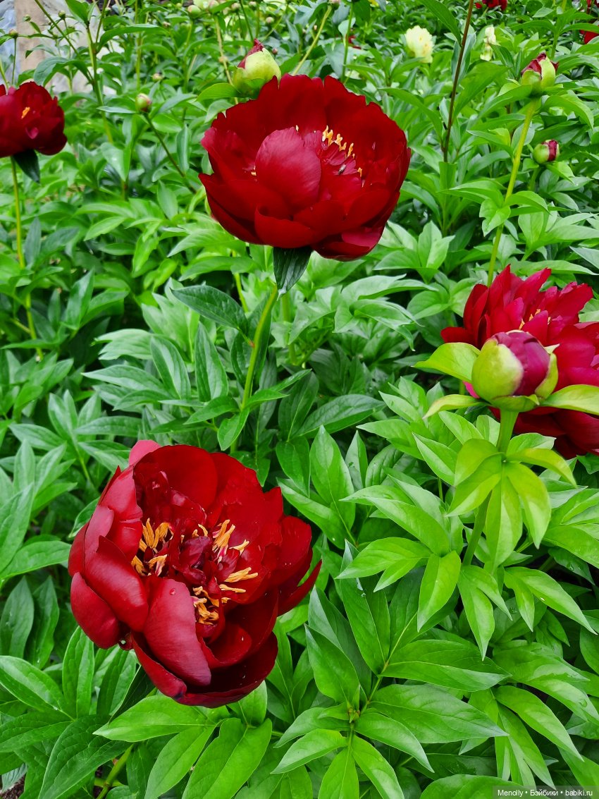 Ида в сказочном саду — Азиатские виниловые куклы (разное): Китай