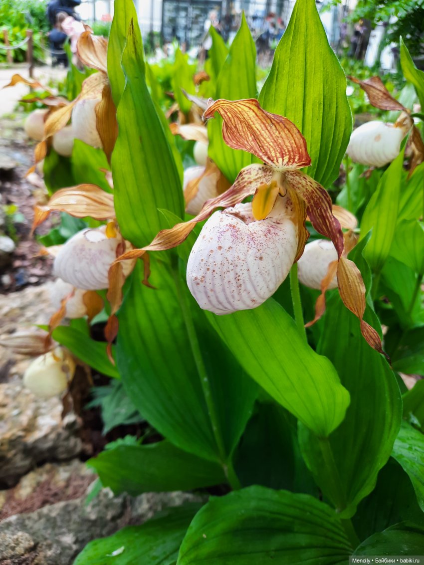 Ида в сказочном саду — Азиатские виниловые куклы (разное): Китай