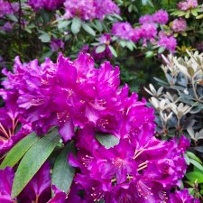 Ида в сказочном саду