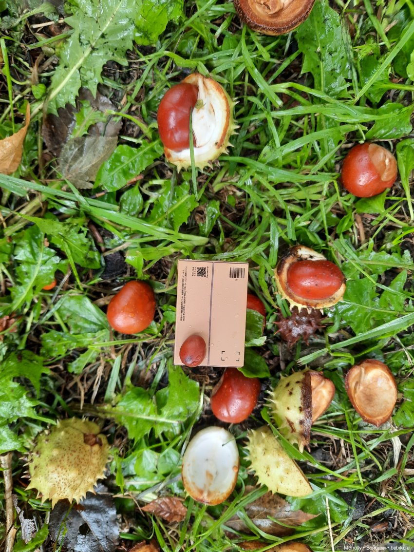 Собиратели каштанов или Осенний дебют