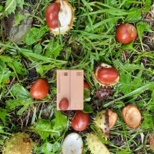 Собиратели каштанов или Осенний дебют