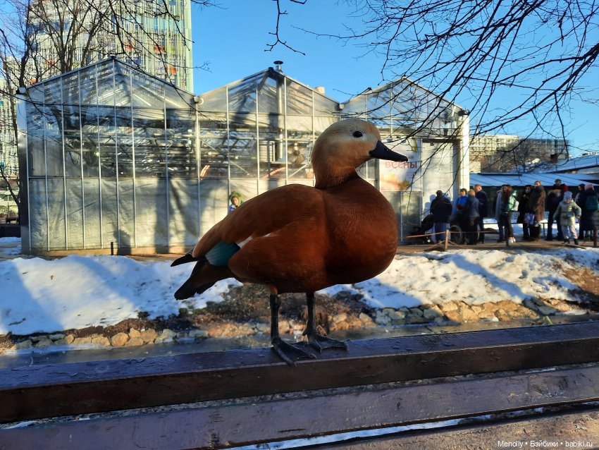 Репетиция весны — Культура (фото 2)