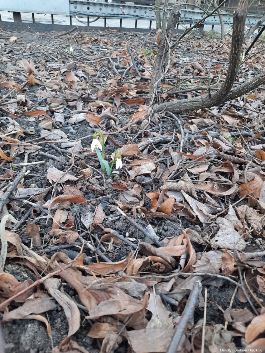 Репетиция весны — Культура (фото 3)