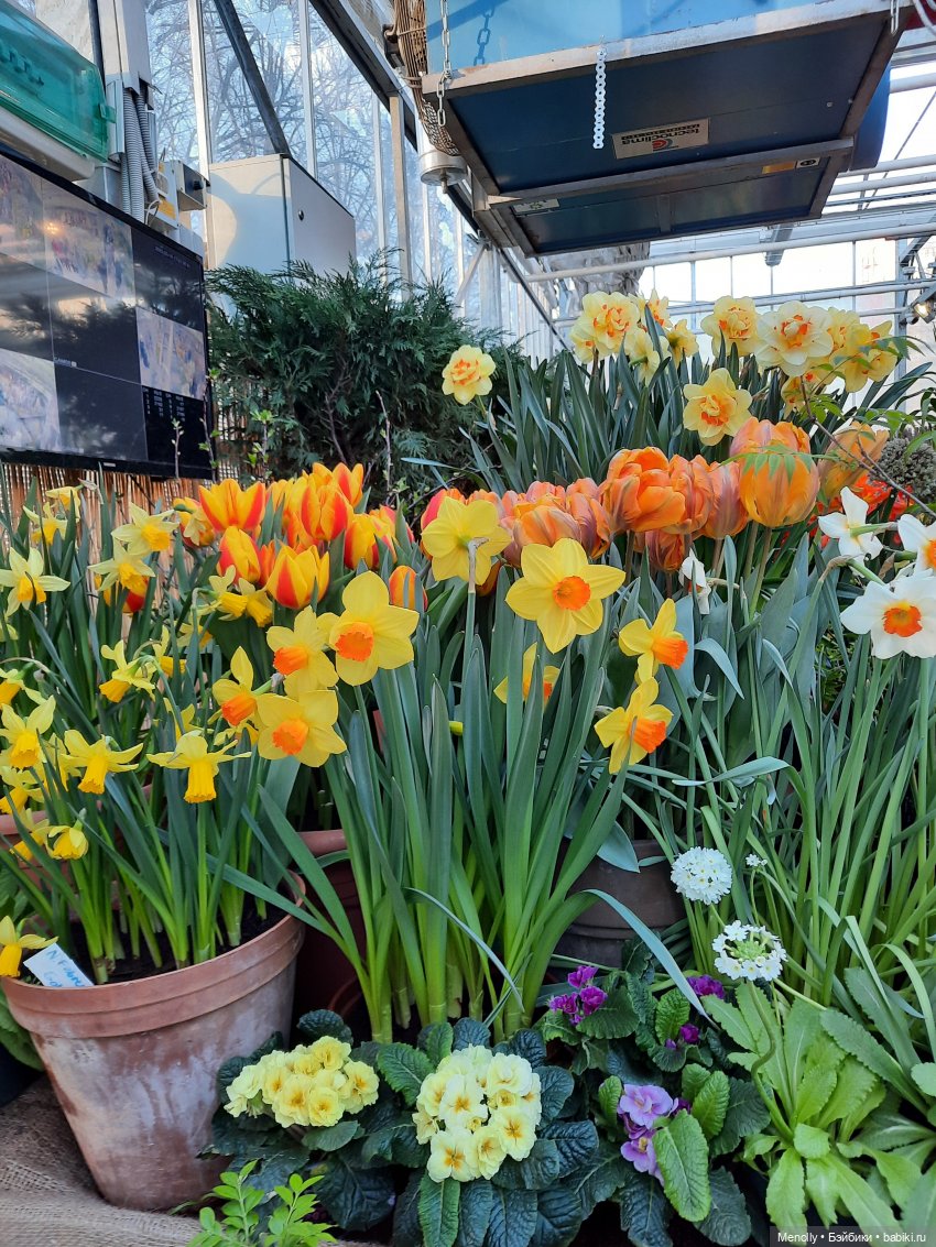 Репетиция весны — Культура