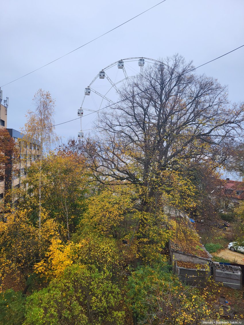 Кошачий город Зеленоградск (фото 2)