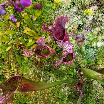 До начала времен