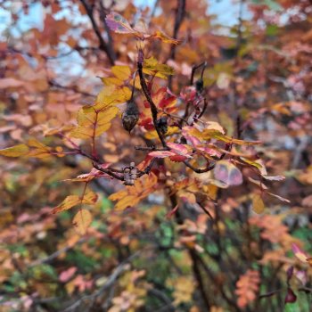 Увядание листьев