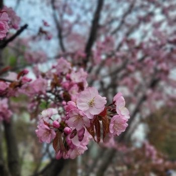 Весеннее (снова "все побежали, ну и я")