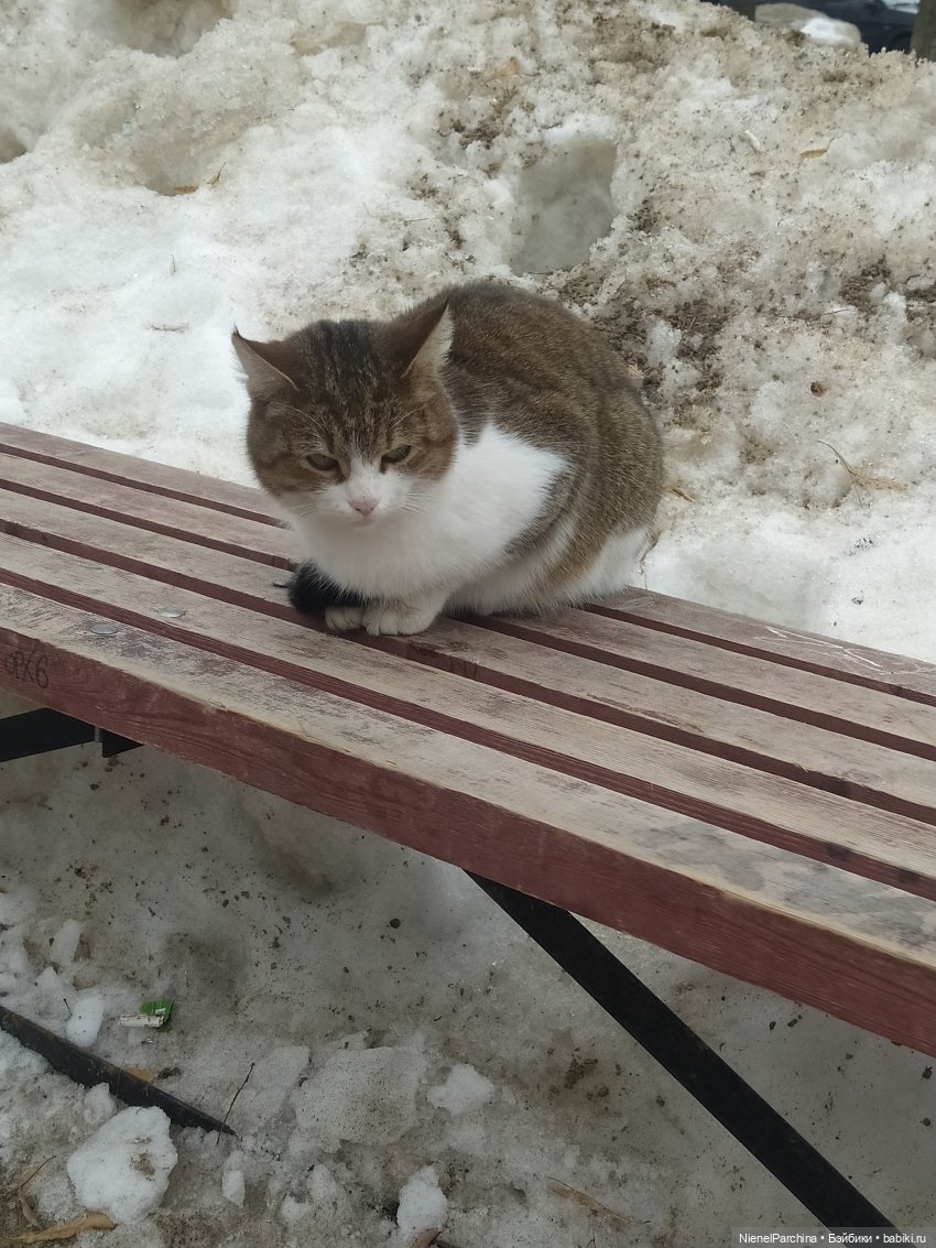 Йорген и Олли в походе — Домашние фото авторских игрушек: Тедди (фото 4)