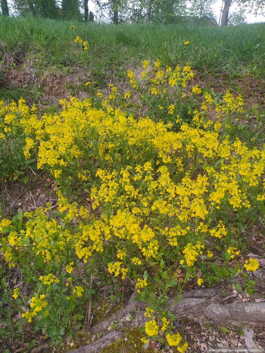 Ёсико и одуванчики, жёлтое, зелёное, май (фото 7)