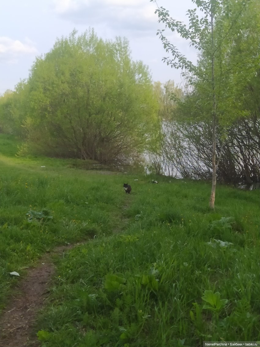 Поход за корягой | Бэйбики Поход за корягой — Плюшевые мишки и игрушки (Teddy Bear): винтаж