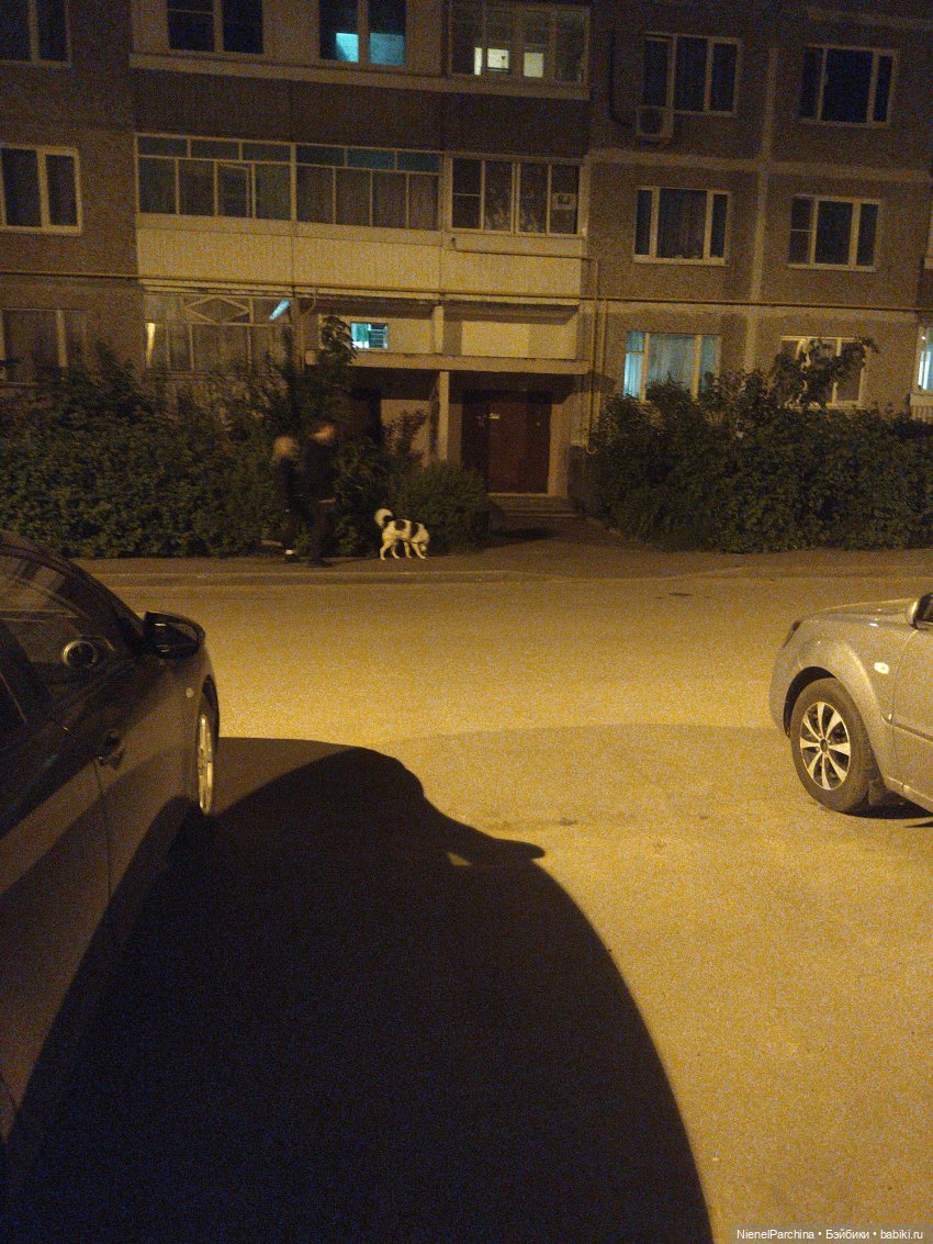 Начало дружбы. Девочка и пёс. Часть 1 (фото 6)