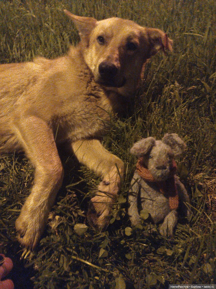 Начало дружбы. Девочка и пёс. Часть 1 (фото 4)