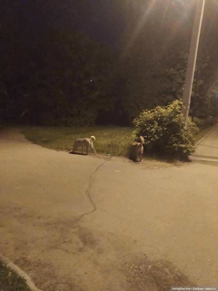 Начало дружбы. Девочка и пёс. Часть 1 (фото 7)