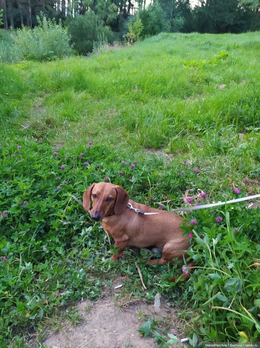 Начало дружбы. Девочка и пёс. Часть 1 (фото 5)