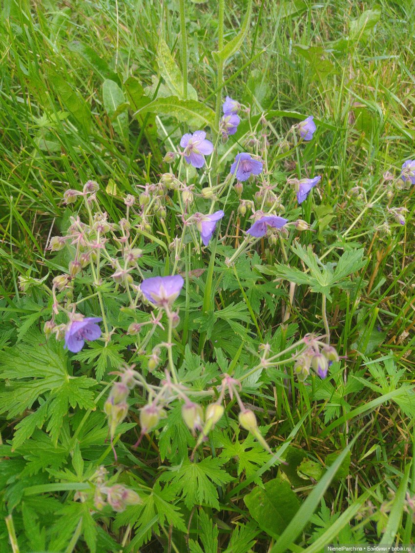 После грозы, или как найти фею