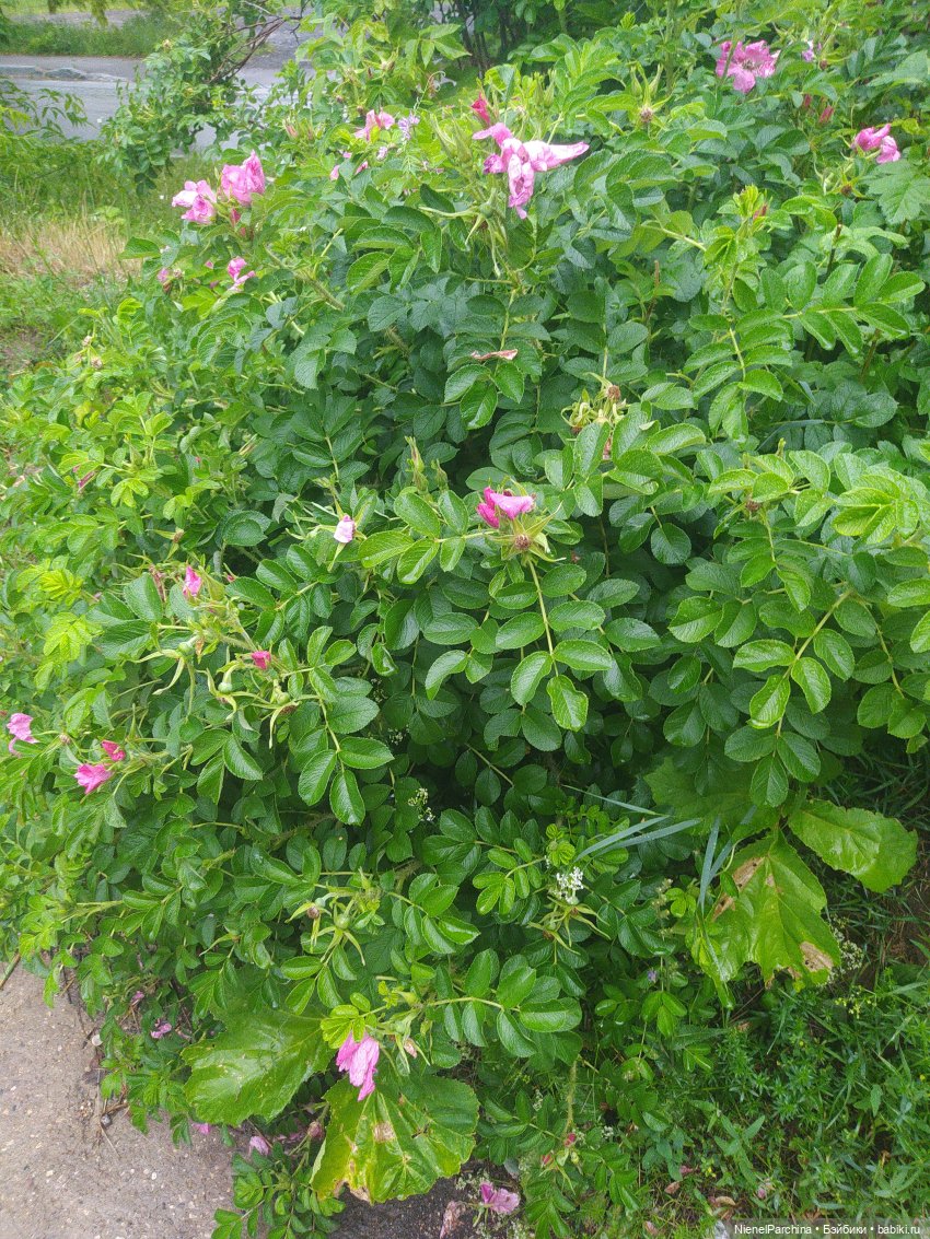 После грозы, или как найти фею