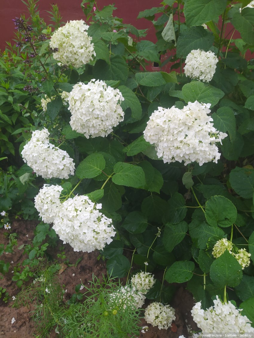 После грозы, или как найти фею (фото 2)