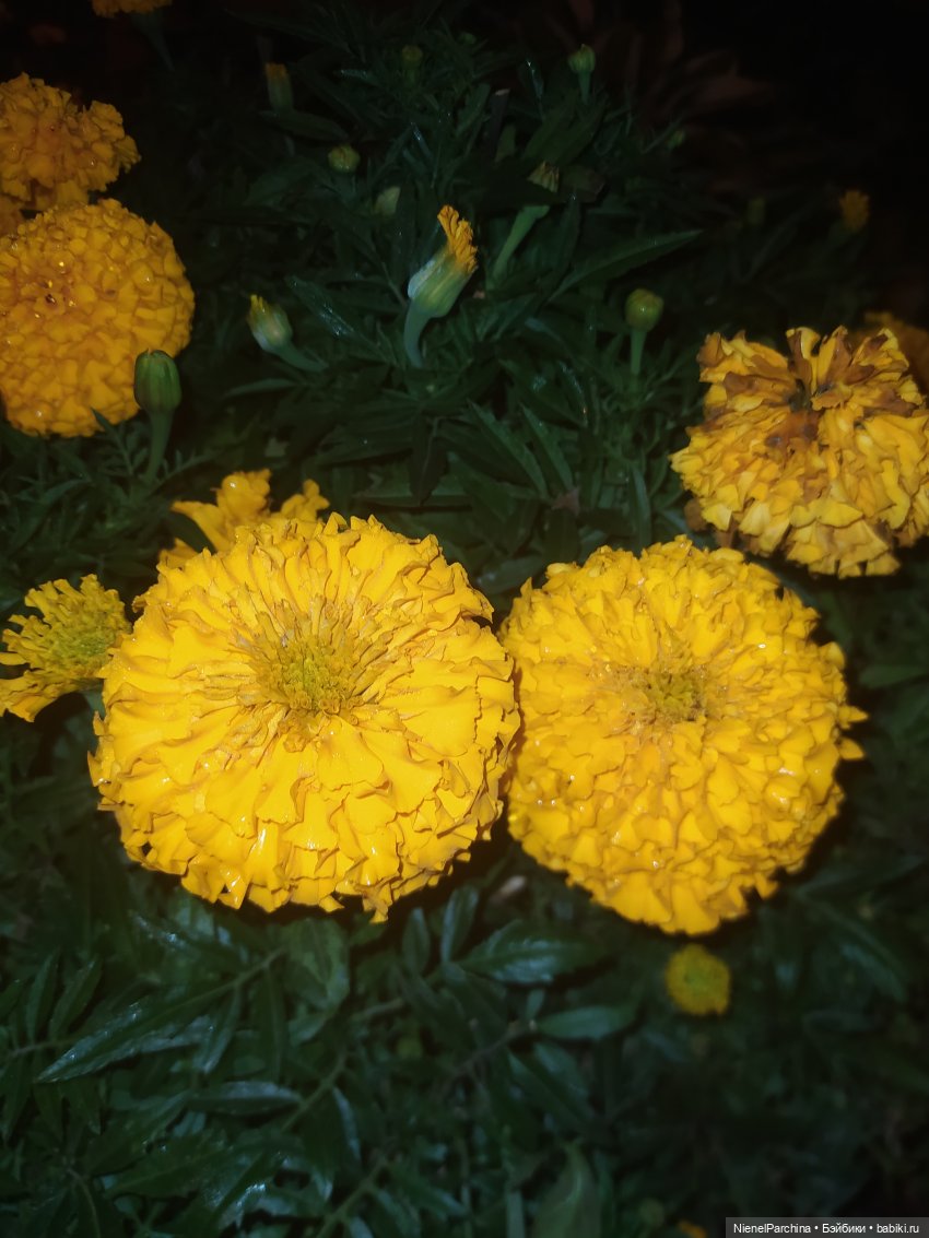 Коралина и Йорген провожали лето (фото 4)