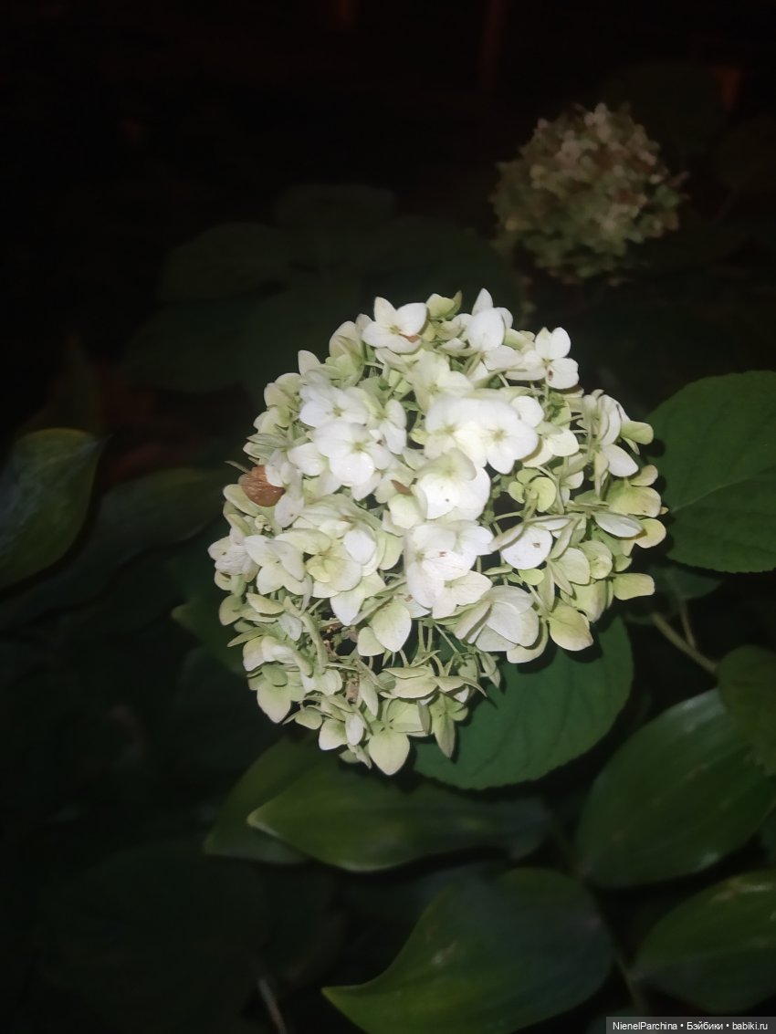 Коралина и Йорген провожали лето (фото 7)