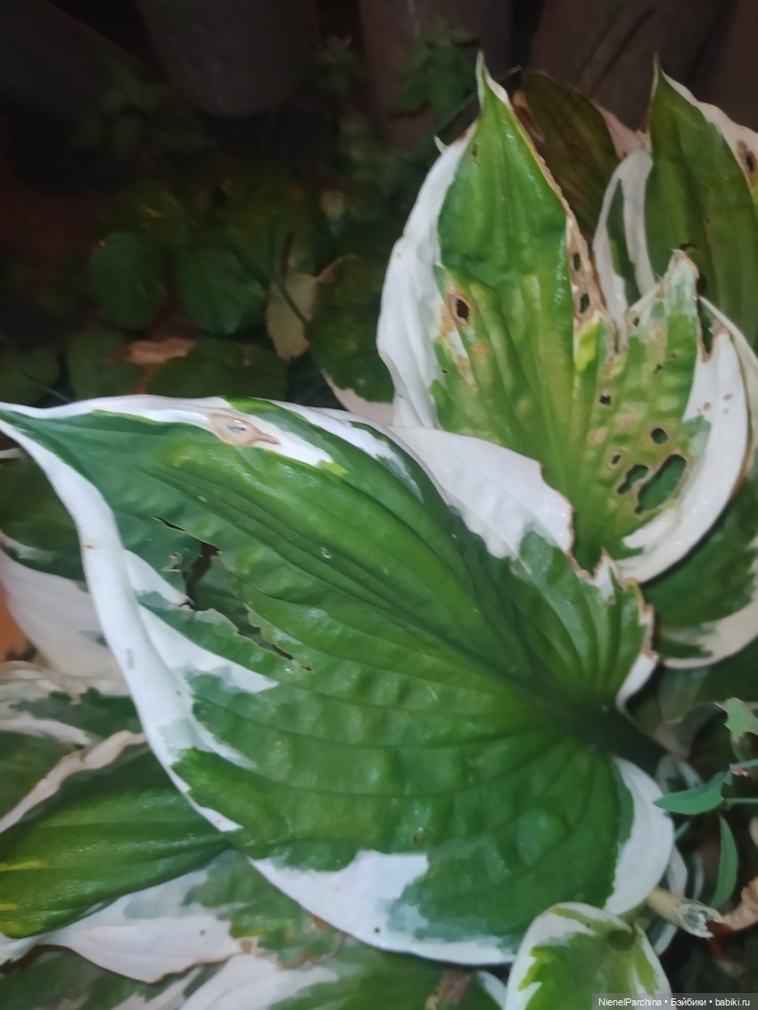 Коралина и Йорген провожали лето (фото 3)