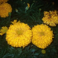 Коралина и Йорген провожали лето.