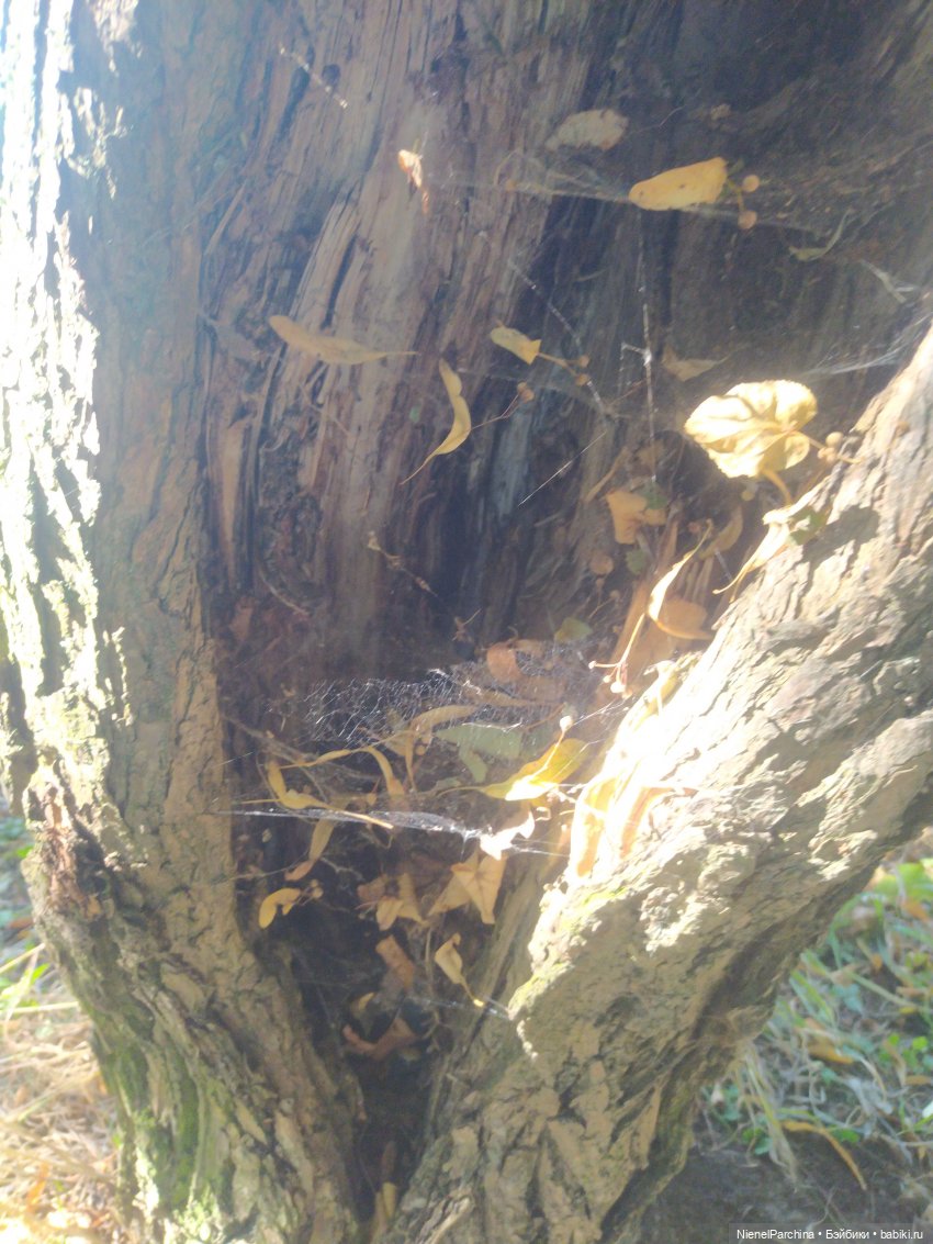 Утренняя прогулка с Джеком