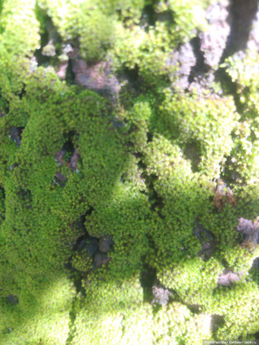 Утренняя прогулка с Джеком