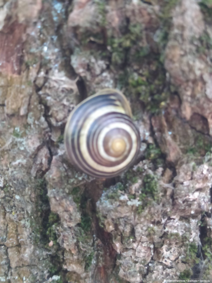 Утренняя прогулка с Джеком