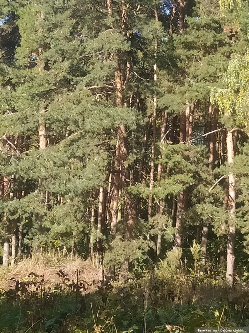 Утренняя прогулка с Джеком