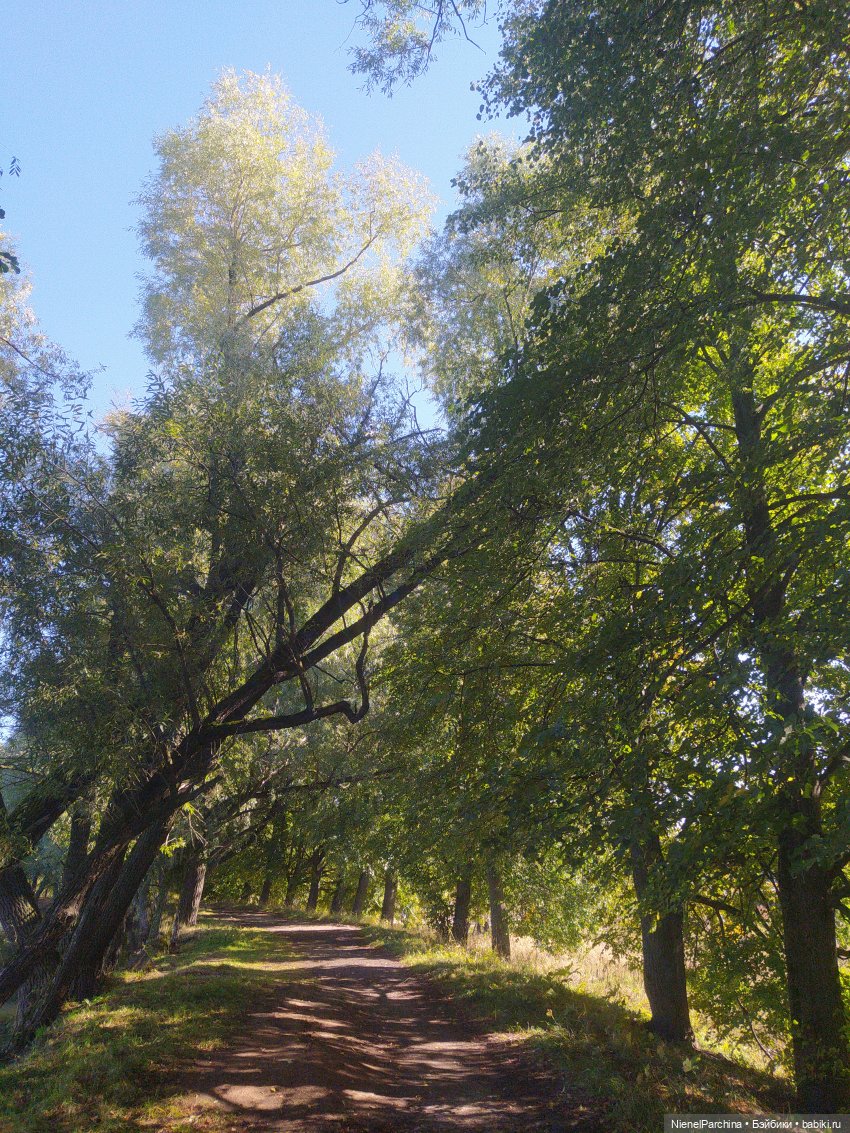 Утренняя прогулка с Джеком