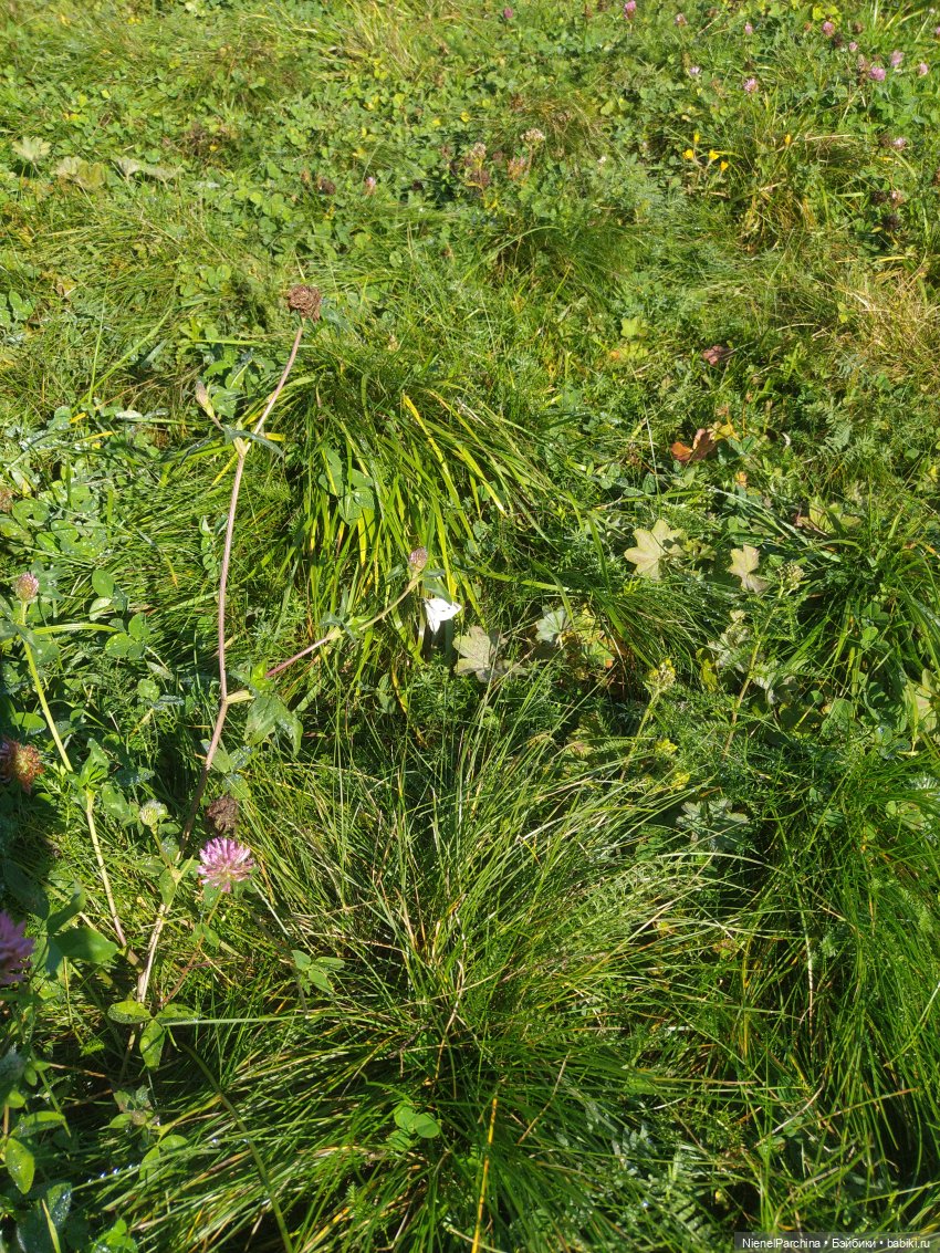 Утренняя прогулка с Джеком