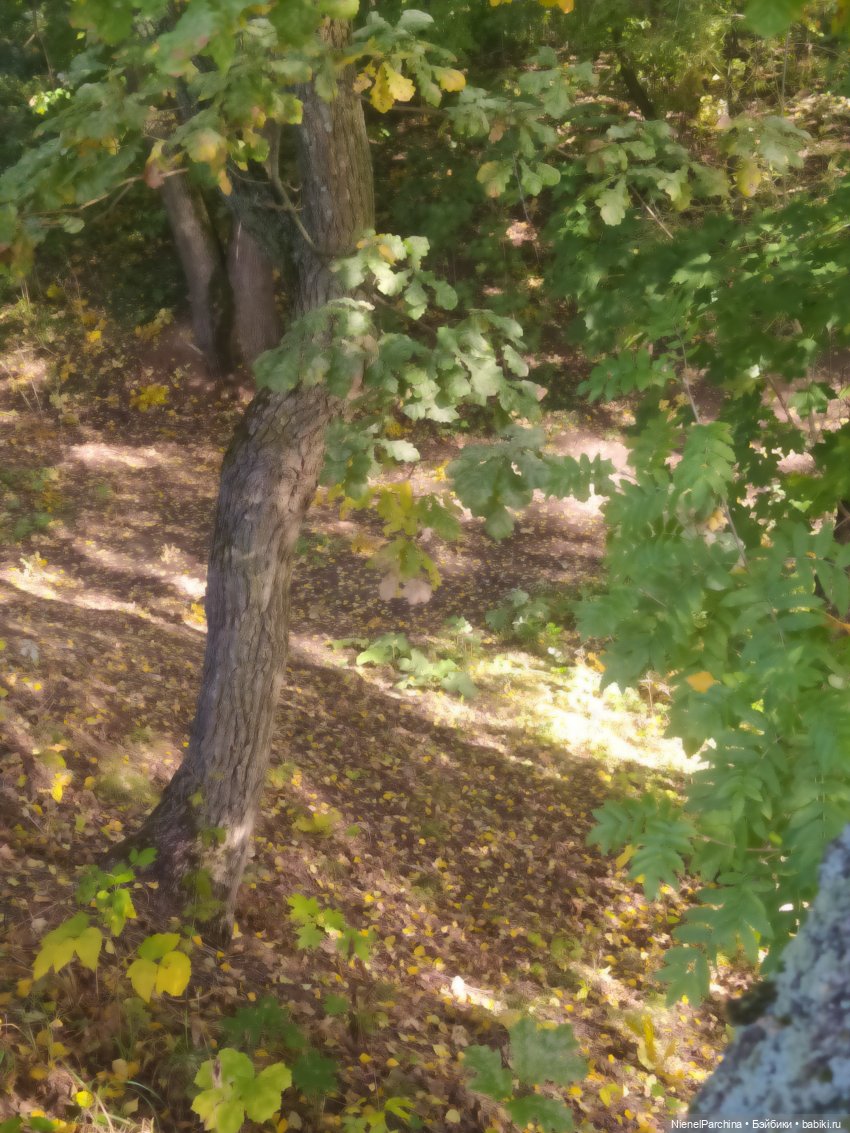 Утренняя прогулка с Джеком