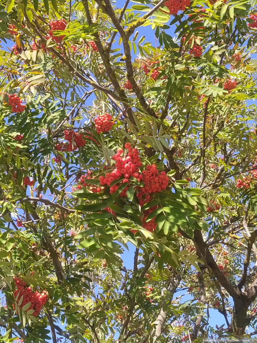 Утренняя прогулка с Джеком