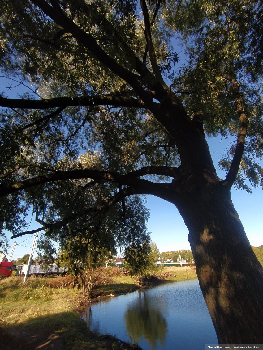 Утренняя прогулка с Джеком