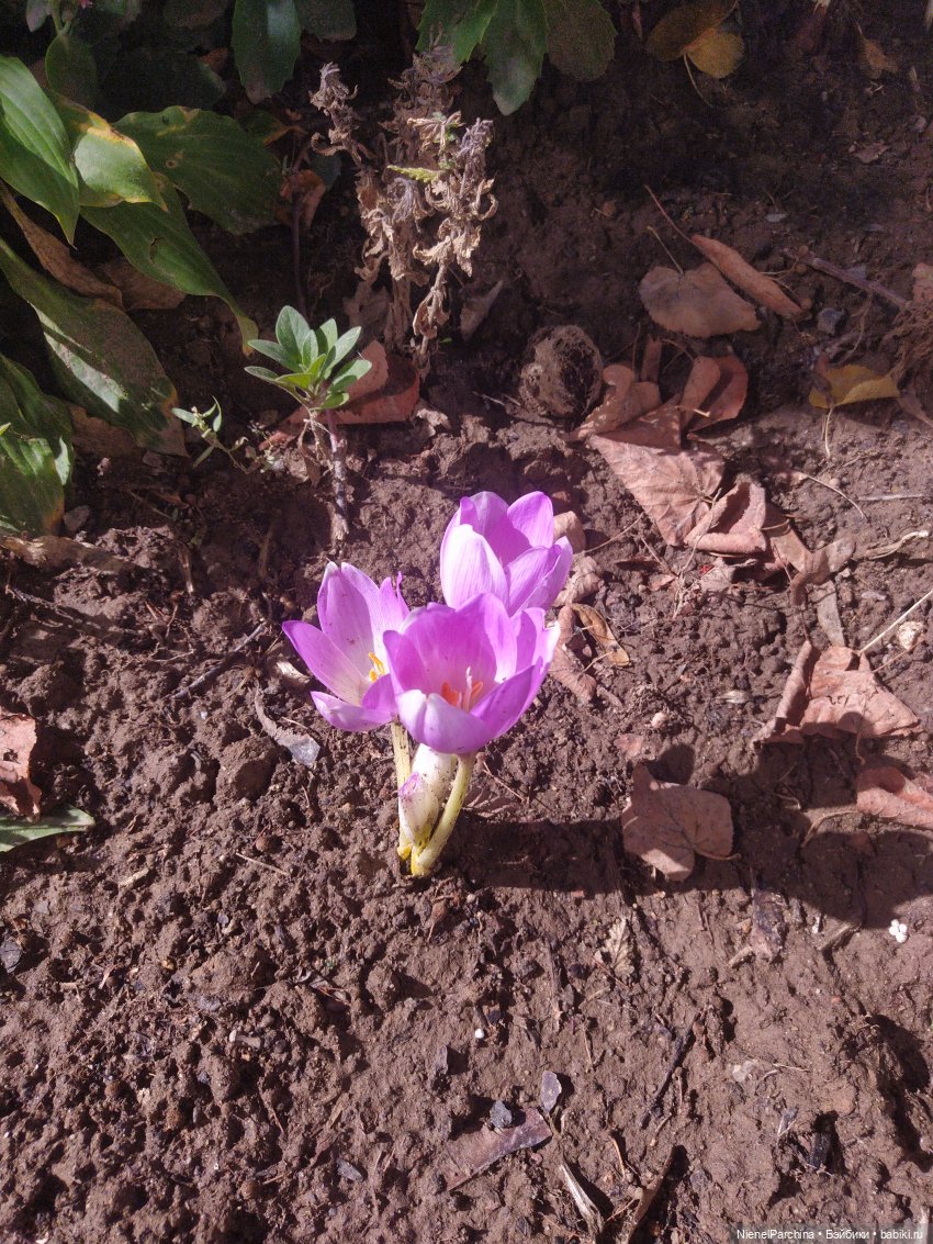 Утренняя прогулка с Джеком