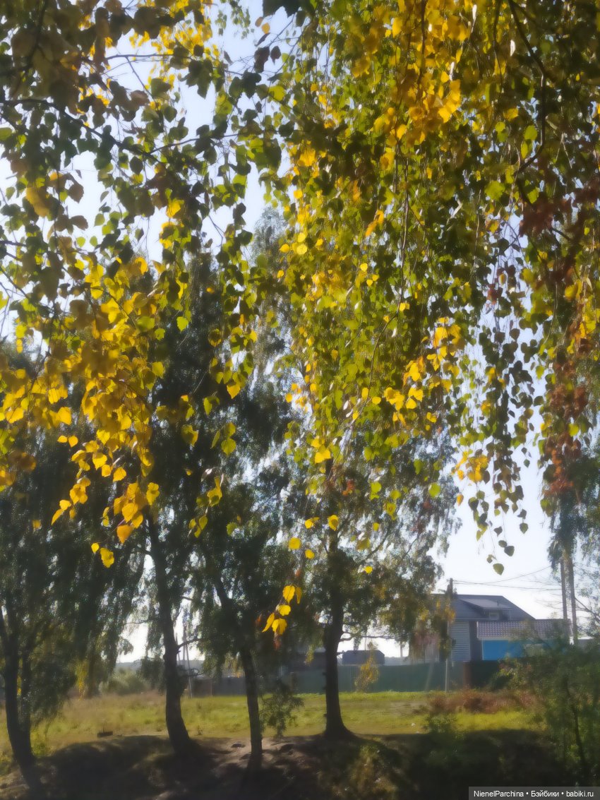 Утренняя прогулка с Джеком