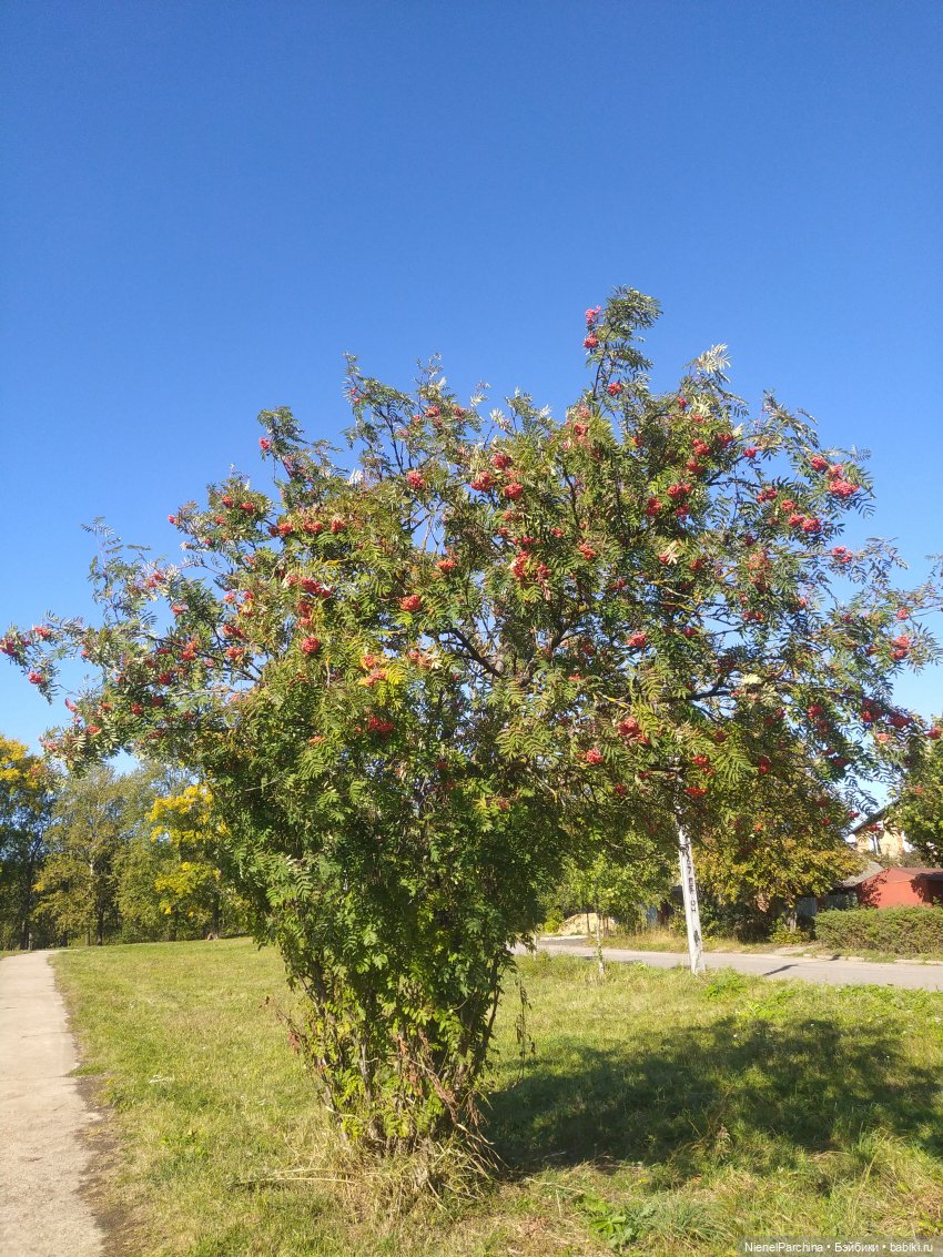 Утренняя прогулка с Джеком