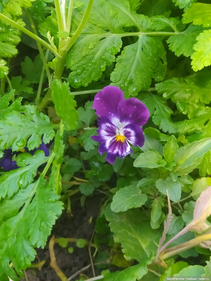 Утренняя прогулка с Джеком