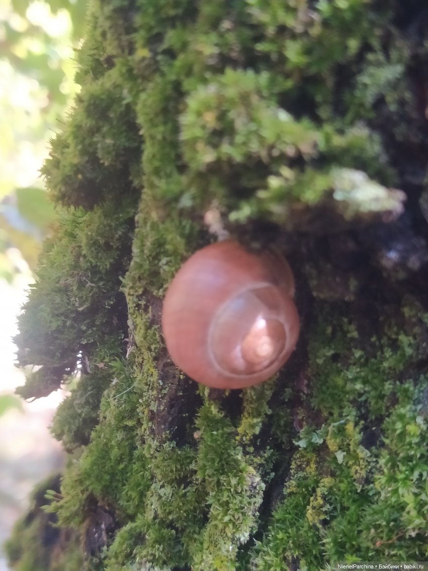 Утренняя прогулка с Джеком